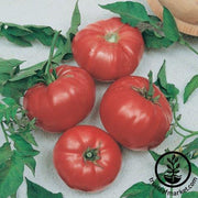 Tomato Seeds - Slicing - Beef Maestro Hybrid