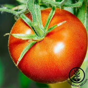 Tomato Seeds - Slicing - Bonny Best