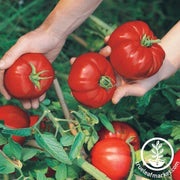 Tomato Seeds - Slicing - Boy-Oh-Boy Hybrid - Grown