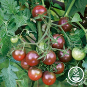 Tomato Seeds - Cherry - Brown Berry