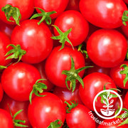 Tomato Seeds - Slicing - Calypso