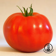 Tomato Seeds - Slicing - Caribe