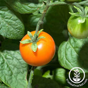 Tomato Seeds - Cherry - Chadwick Cherry