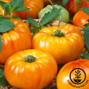 Tomato Seeds - Slicing - Chef's Choice BiColor Hybrid AAS