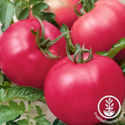 Tomato Seeds - Slicing - Chef's Choice Pink Hybrid