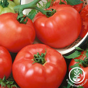 Tomato Seeds - Slicing - Chef's Choice Red Hybrid AAS