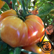 Tomato Seeds - Slicing - Chef's Choice Striped Hybrid