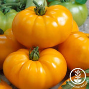 Tomato Seeds - Slicing - Chef's Choice Yellow Hybrid AAS