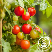 Tomato Seeds - Cherry - Rainbow Cherry Mix