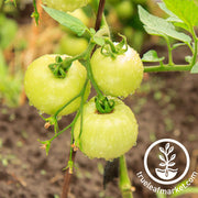 Tomato Seeds - Cherry - Cherry White