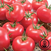 Tomato Seeds - Salad - Clear Pink