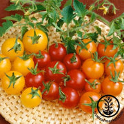 Tomato Seeds - Cherry - Colored Cherry Mix Hybrid