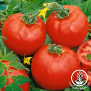 Tomato Seeds - Slicing - Containers Choice Red Hybrid