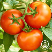 Tomato Seeds - Slicing - Creole