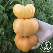 Tomato Seeds - Slicing - Dr. Wyche's Yellow