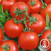 Tomato Seeds - Slicing - Early Boy Bush Hybrid - Grown