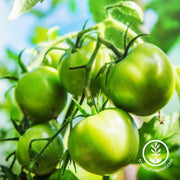 Tomato Seeds - Slicing - Evergreen