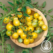 Tomato Seeds - Cherry - Firefly Hybrid AAS