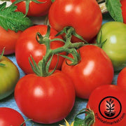 Tomato Seeds - Slicing - Fireworks