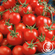 Tomato Seeds - Cherry - Fox Cherry