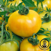 Tomato Seeds - Slicing - Fried Green Tomato Hybrid