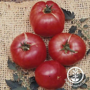 Tomato Seeds - Slicing - German Johnson