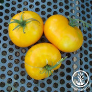 Tomato Seeds - Slicing - Giallo De Summer