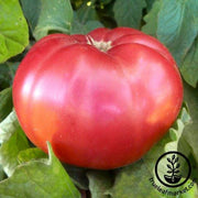 Tomato Seeds - Slicing - Giant Belgium Pink