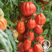 Tomato Seeds - Paste - Giant Garden Paste Hybrid