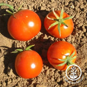 Tomato Seeds - Glacier