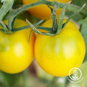 Tomato Seeds - Slicing - Golden Sunburst