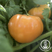 Tomato Seeds - Slicing - Goldie