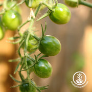 Tomato Seeds - Cherry - Green Grape