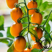 Tomato Seeds - Cherry - Gum Drop Yellow Hybrid