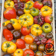 Tomato Seeds - Slicing - Heirloom Rainbow Blend