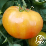 Tomato Seeds - Slicing - Hillbilly Potato Leaf