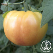 Tomato Seeds - Slicing - Hillbilly