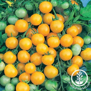 Tomato Seeds - Cherry - Honeybee Hybrid