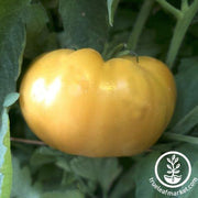 Tomato Seeds - Slicing - Kentucky Beefsteak