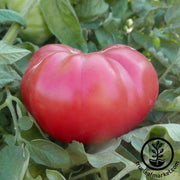 Tomato Seeds - Slicing - Kolb