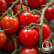 Tomato Seeds - Cherry - Large Red Cherry