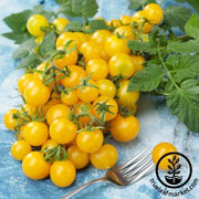 Tomato Seeds - Cherry - Lemon Drop improved Hybrid