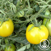 Tomato Seeds - Salad - Lime Green Salad