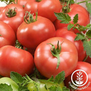 Tomato Seeds - Slicing - Mamie Brown's