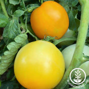 Tomato Seeds - Slicing - Manyel