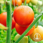 Tomato Seeds - Salad - Moneymaker