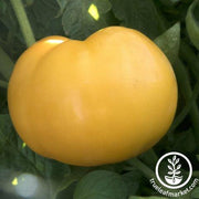 Tomato Seeds - Slicing - Nebraska Wedding