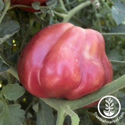 Tomato Seeds - Slicing - Oaxacan Pink