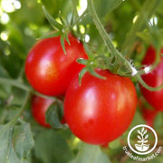 Tomato Seeds - Ocerion Red Plum