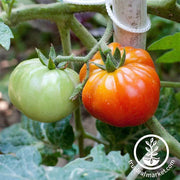 Tomato Seeds - Slicing - Old German